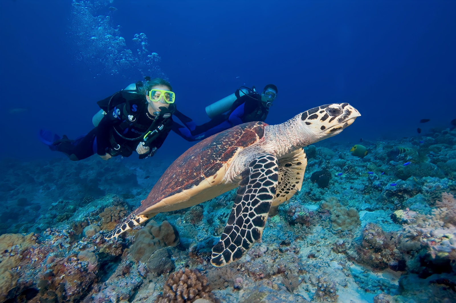 Swimming with a sea turtle